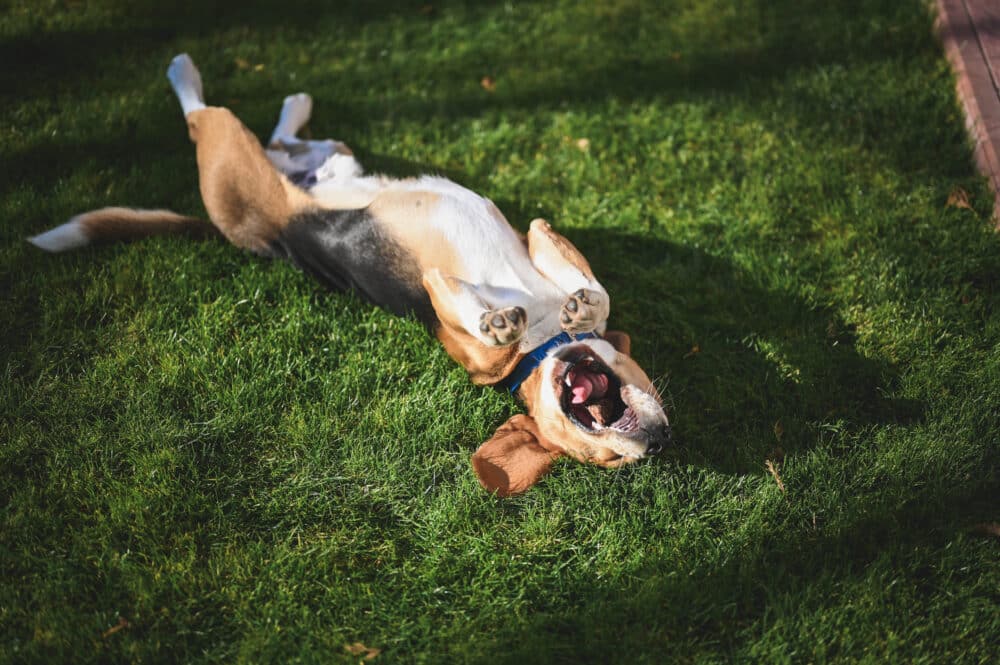 Legende hund på hundepension i Odsherred